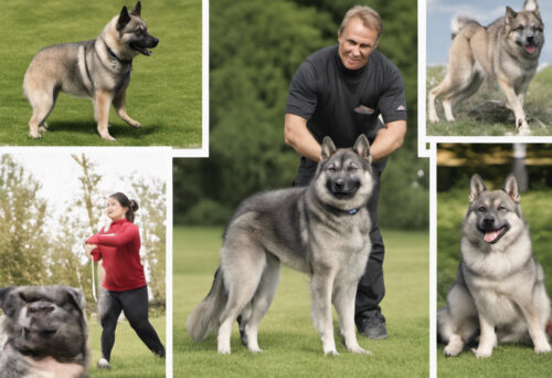 The Art of Training a Norwegian Elkhound: Unlocking Their Intelligence