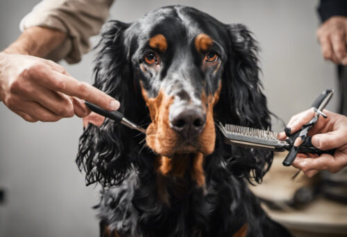 The Gordon Setter's Unique Coat: All You Need to Know about Grooming and Maintenance