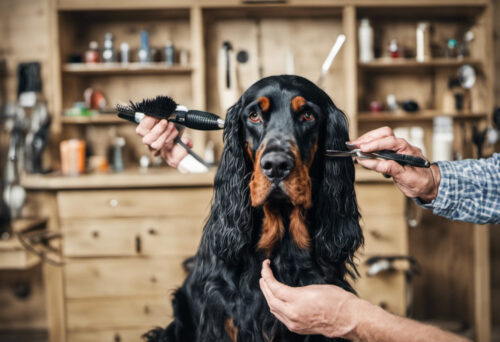 The Gordon Setter's Unique Coat: All You Need to Know about Grooming and Maintenance