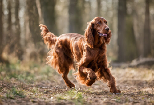 The Irish Setter's Secret Talents: Unveiling Their Hidden Abilities