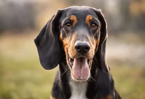 The Polish Hound's Personality: Unveiling the Endearing Traits of this Loyal Breed