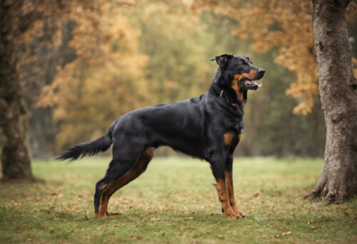 Training Tips for Beauceron Owners: Cultivating the Perfect Partnership