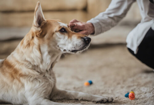 Understanding the Canine Attention Span and Focus