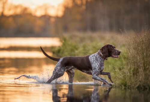 Unleashing the Versatility: Discover the Many Talents of the German Shorthaired Pointer