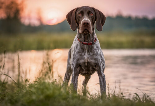 Unleashing the Versatility: Discover the Many Talents of the German Shorthaired Pointer