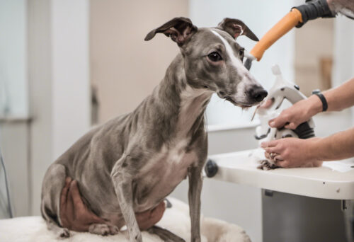 Whippet grooming and care