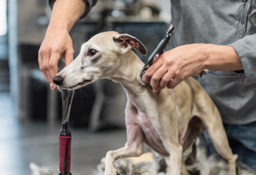 Whippet grooming and care