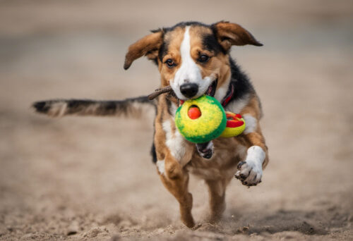 Why do dogs bring you their toys?
