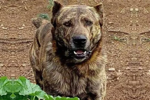 A dogo sardesco