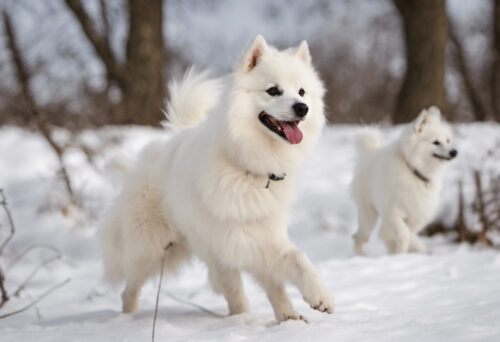 American Eskimo Dog