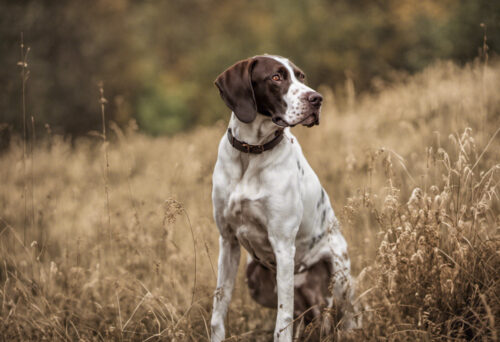 Ariège Pointer