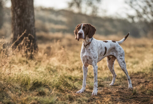 Ariège Pointer