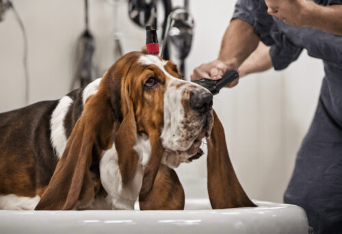 Basset Hound Grooming Guide: How to Keep Your Pup Looking Fabulous