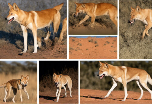 Classic Dingo Myths vs. Reality: Debunking Common Misconceptions