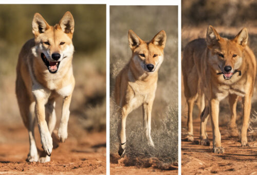 Dingo Myths and Realities: Unmasking the Truth Behind Common Misconceptions