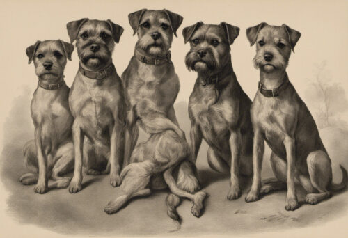 Exploring the Origin and History of Border Terriers: The Evolution of a Charming Breed