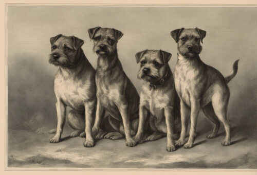Exploring the Origin and History of Border Terriers: The Evolution of a Charming Breed