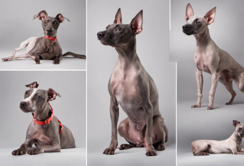 From Bald to Bold: Uncovering the Versatile American Hairless Terrier