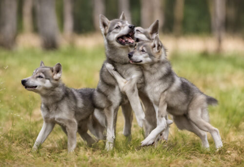 From Puppies to Adults: Nurturing the Growth and Development of Saarloos Wolfdog Litters