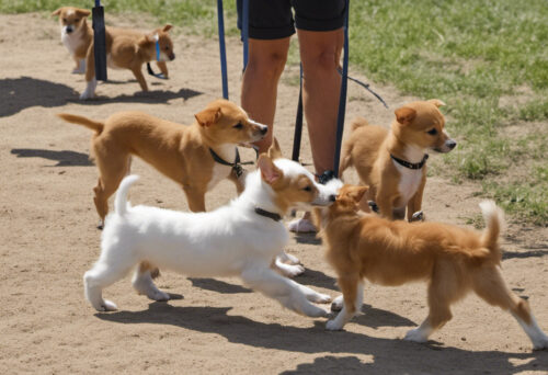 From Puppies to Champions: Nurturing the Potential of Portuguese Podengos in the Show Ring