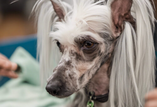 Grooming Tips for Chinese Crested Dogs: Unleash Their Unique Style