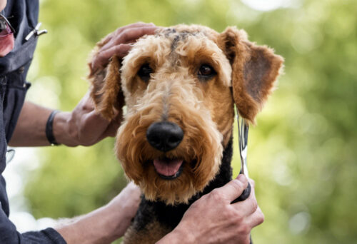 Grooming and Care Tips for Airedale Terriers: Keep Your Pup Looking Sharp