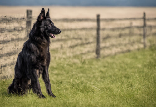 Guardian Angels in Fur: The Belgian Shepherd's Incredible Protective Instinct