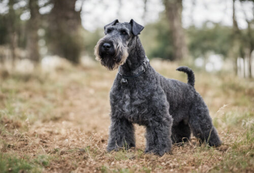Kerry Blue Terrier Health 101: Keeping Your Furry Friend in Top Shape