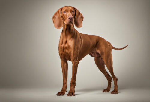 Mastering the Art of Vizsla Grooming: Tips and Tricks for a Sleek Coat