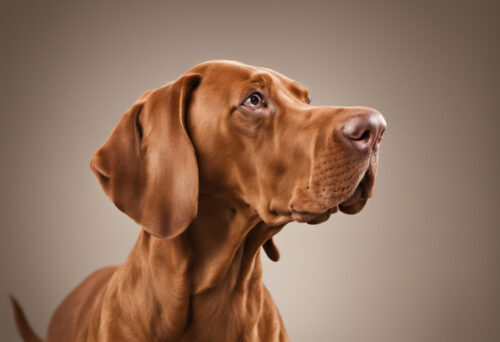 Mastering the Art of Vizsla Grooming: Tips and Tricks for a Sleek Coat