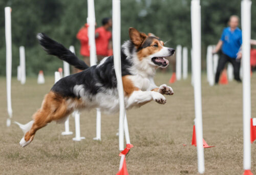 Revealing the Chien Français Tricolore's Hidden Talents: Agility and Training Tips