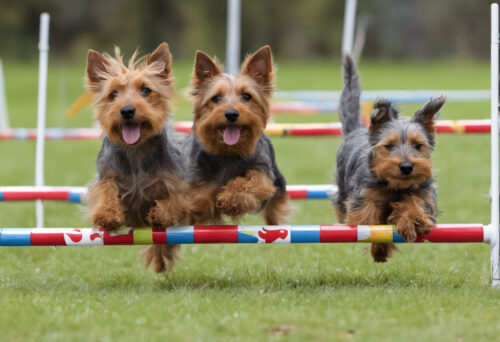 Small But Mighty: How Australian Terriers Excel in Agility Competitions