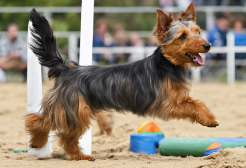 Small But Mighty: How Australian Terriers Excel in Agility Competitions