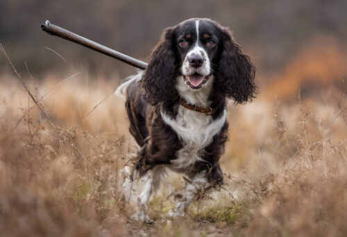 Small but Mighty: The Russian Spaniel's Powerful Hunting Abilities