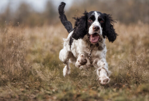 Small but Mighty: The Russian Spaniel's Powerful Hunting Abilities