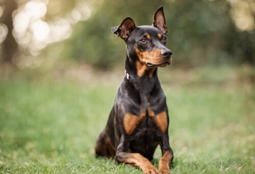 The Perfect Fit: German Pinscher as Your Ideal Companion