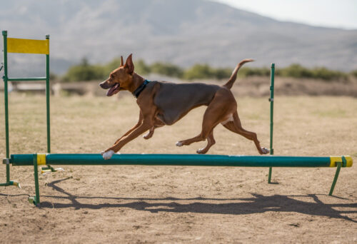 Training the Cirneco: Unleash Your Dog's Intelligence and Agility