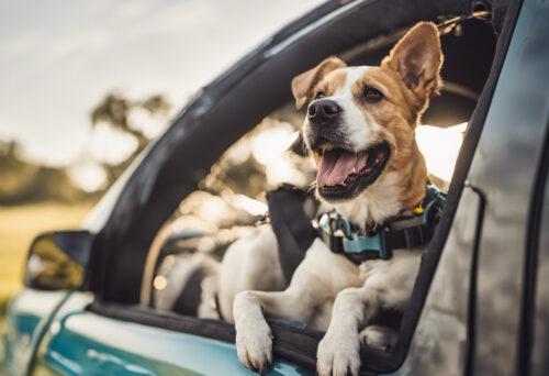 Traveling Safely with Your Dog: Tips for Long Road Trips