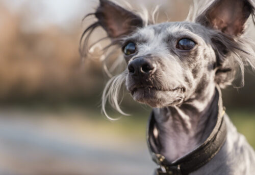 Underneath the Puff: Demystifying the Hairless Chinese Crested Dog