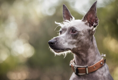 Underneath the Puff: Demystifying the Hairless Chinese Crested Dog