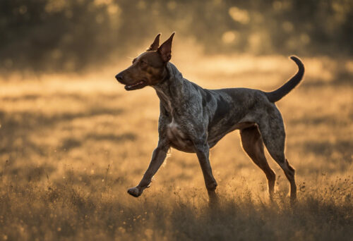 Unveiling the Graceful Colombian Fino Hound: A Portrait of Elegance