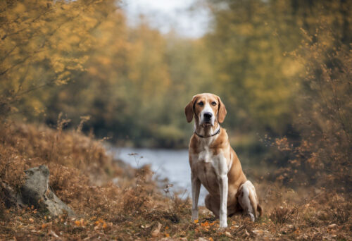 Unveiling the Hamiltonstövare: A Versatile and Mighty Hunting Dog